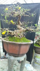 Mai vàng giáng long đã được lên chậu cổ Tàu