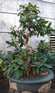 Cây mai vàng dáng long truyền thống Bình Định