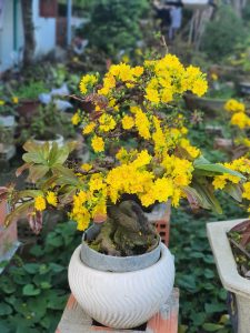 Cây mai bonsai cho ra bôn búp dày mỗi dịp tết