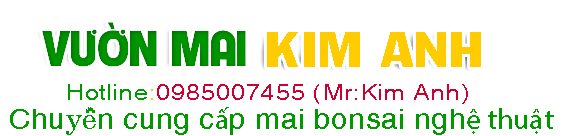 Vườn mai Kim Anh