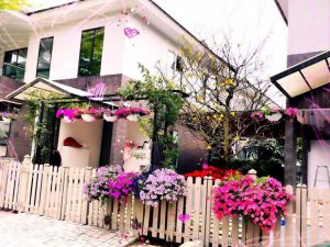 Hoa mai vàng cổ thụ được chưng trong biệt thự nhà của nghệ sĩ Kim Anh