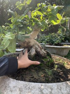 Được ghép giống mai lá ngọc cành vàng